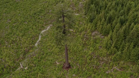 Big-Lonely-Doug,-Canada's-2nd-largest-douglas-fir,-sounded-by-a-second-growth-tree-plantation