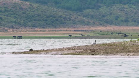 Pelicans-swimming-in-Blackfoot-Reservoir-in-front-of-cows-grazing-at-waters-edge