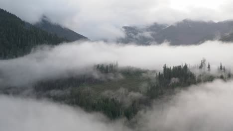 Una-Mezcla-De-Bosque-Secundario-Y-Antiguo-En-Niebla-Baja-En-La-Isla-De-Vancouver,-Columbia-Británica