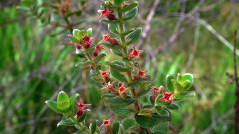 A-pretty-wild-plant-with-red-tube-like-flowers-on-a-hike-in-the-Brazilian-jungle-in-the-Chapada-Diamantina-National-Park-in-Northeastern-Brazil-on-a-warm-sunny-summer-day