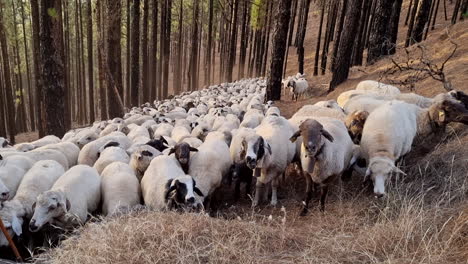 Large-flock-of-sheep-with-bells-resting-in-a-forest-with-tall-trees-during-the-day