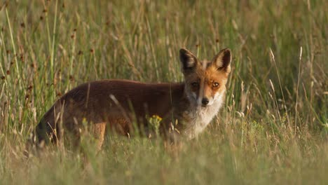 Pretty-young-fox-animal-between-grass-looking-at-camera-lighting-by-sun---close-up
