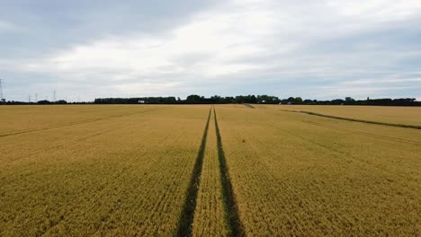 A-slow-shot-flying-over-tread-tracks-in-a-wheat-field