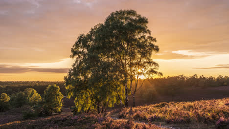 Colorful-Sunset-behind-Birch-in-Blooming-Heather-Landscape