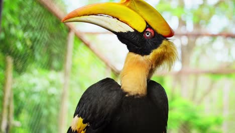 A-close-up-shot-of-a-beautiful-bird-having-yellow-beak-looking-around-surprisingly