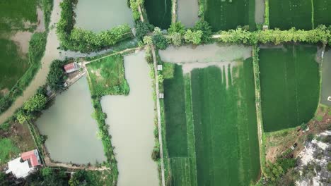 Birds-eye-view-of-the-rural-rice-paddy-farms-in-various-stages-of-cultivation