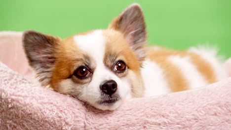 Süßer-Chihuahua,-Der-Auf-Seinem-Bett-Liegt-Und-In-Die-Kamera-Schaut