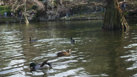 Ducks-eating-and-swimming-in-a-lagoon-inside-the-famous-"El-Retiro"-park-in-Madrid