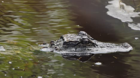 Krokodilkopf-Nahaufnahme-Im-Wasser