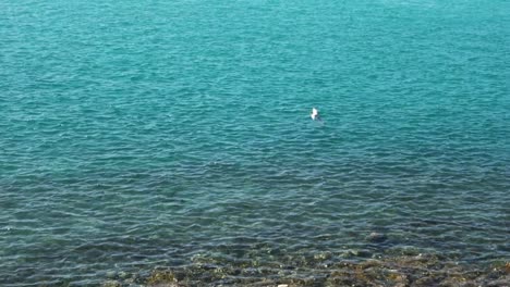 Seagull-diving-at-the-edge-of-a-shallow-and-transparent-rippled-sea