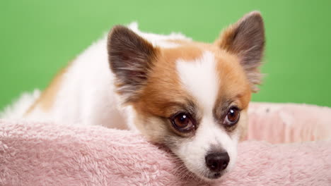 Chihuahua-Hund,-Der-Auf-Seinem-Bett-Liegt,-Gefilmt-Im-Studio-Mit-Grünem-Chroma-Key-Hintergrund