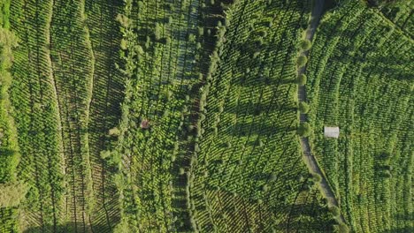 Aerial-birds-eye-shot-of-green-colored-Tobacco-Plantation-on-Sindoro-Mountain-in-Indonesia---Beautiful-sunny-day-in-Asia