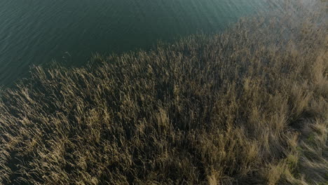 Tall-Dry-Reeds-On-The-Shore-Of-Lake-Tabatskuri-Near-Ktsia-Tabatskuri-Reserve
