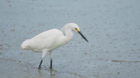 Snowy-Egret-eating-fish-along-coast