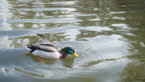 Duck-eating-while-swimming-in-a-lagoon-in-the-famous-"El-Retiro"-park-in-Madrid