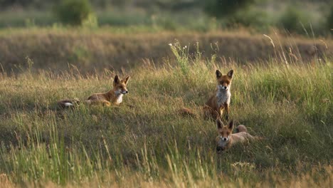 Weitschuss-Zeigt-Eine-Gruppe-Junger-Roter-Füchse,-Die-Sich-Bei-Sonnenuntergang-Im-Park-Ausruhen