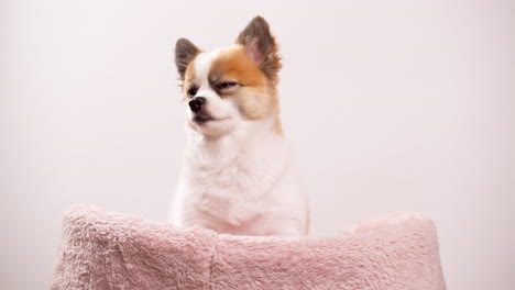 Chihuahua-sitting-on-his-bed-looking-sideways-in-studio-with-pink-background