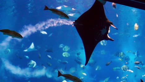 Manta-ray-performing-spinning-motion-in-front-of-aquarium-spectators