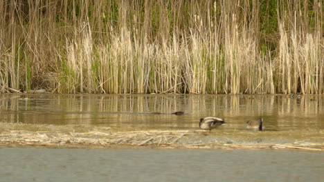 Biber-Schwimmen-Und-Tauchen-In-Den-See-Unter-Den-Enten,-Natürlicher-Lebensraum