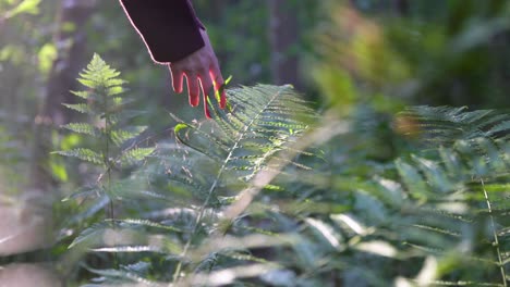Women-hand-touching-lush-green-fern-foliage-during-golden-hour-in-the-forest,-slow-motion,-closeup