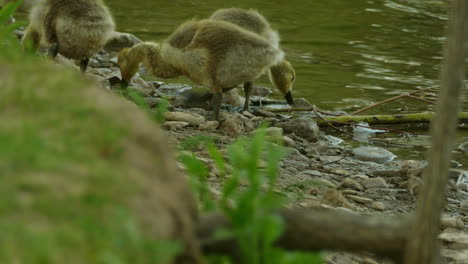 Young-Canadian-goose-drinking-and-looking-for-food-near-river-water,-static-view