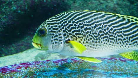 Yellowbanded-sweetlips-in-a-large-aquarium-along-with-other-species