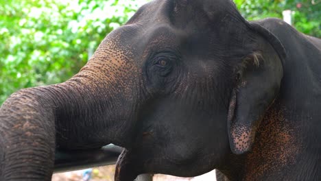 Eine-Nahaufnahme-Eines-Elefanten-Mit-Offenem-Mund-Und-Rüssel-Hat-Plätze-Auf-Einem-Geländer