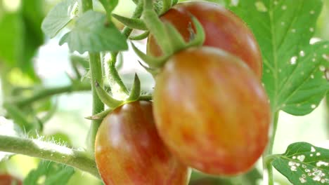 Tomates-Rojos-Brillantes-Orgánicos-Frescos-Colgando-De-La-Vid-En-El-Jardín