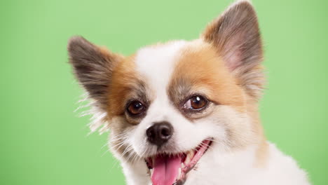 Süßer-Chihuahua-Gefilmt-Mit-Grünem-Hintergrund---Chroma-key-Im-Studio