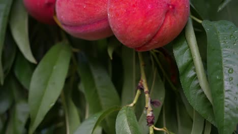 Cluster-of-three-peaches-hanging-in-an-orchard