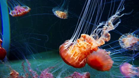 Large-amount-of-Jellyfish-in-reddish-hue-in-aquarium-1