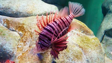 Close-up-of-Magnificent-lionfish-next-to-rocks-in-a-large-aquarium