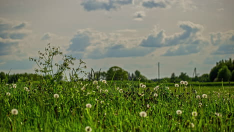 Field-Of-Dandelion-Flowers-Beneath-A-Cloudy-Sky