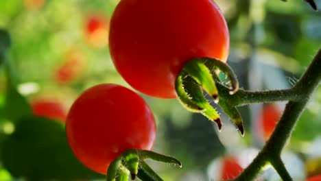 Vertikale-Aufnahme-Eines-Bündels-Roter-Reifer-Tomaten-Im-Weinstock-Bei-Sonnenuntergang,-Bereit-Zur-Ernte