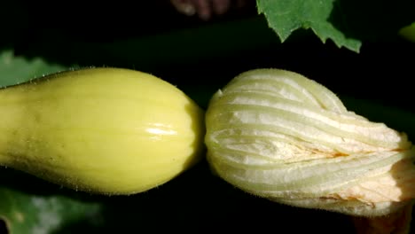 Gelbe-Zucchini-Mit-Blumen,-Die-Im-Gewächshausgarten-Wachsen