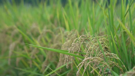 Sensationelle-Filmische-Hand,-Die-über-Kultivierte-Reispflanzen-Gleitet,-Wunderschönes-Goldenes-Reisfeld-In-Der-Stadt-Douliu,-Yunlin-Land,-Taiwan-Asien