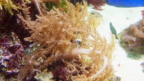 Detail-Von-Korallen-Und-Mathias-Ein-Großes-Aquarium-In-Singapur