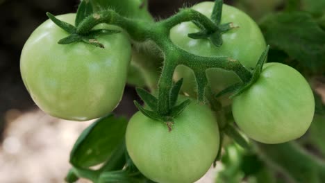 Nahaufnahme-Eines-Bündels-Frischer-Grüner-Tomaten,-Die-Am-Weinstock-Reifen