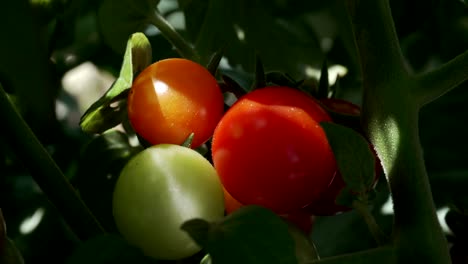 Nahaufnahme-Von-Grünen-Und-Roten-Tomaten,-Die-Im-Garten-Reifen-Und-Reifen