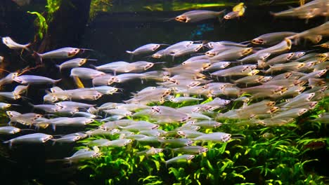 Large-number-of-Catfish,-the-type-species-of-the-genus-Kryptopterus-in-an-aquarium