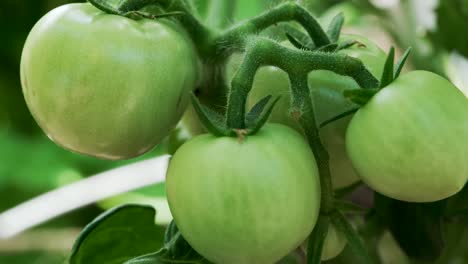 Grüne-Unreife-Tomaten,-Die-Im-Garten-An-Reben-Hängen