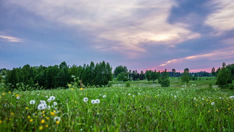 Low-angle-shot-of-cloud-movement-across-the-sky-in-timelapse-during-evening-time-with-the-view-of-white-and-yellow-wild-flowers-in-full-bloom-along-green-grass