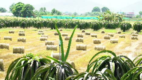 Farm-round-hay-bales-wheels-on-an-agricuiltural-farm-field-in-Southeast-Asia