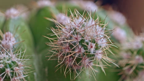 Foto-Macro-De-Un-Cactus-Ornamental-Con-Detalles-En-Sus-Espinas