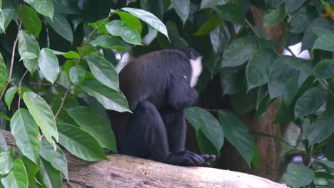 Mountain-Monkey-Eating-Fruits-while-sitting-on-tree-trunk