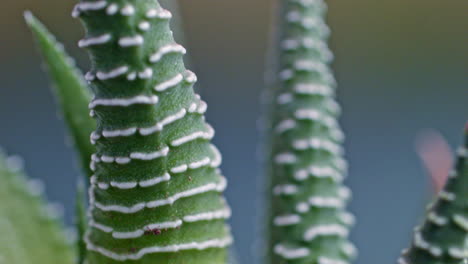 A-macro-shot-of-a-small-aloe-succulent-plant-with-no-spines---Tilt-Down