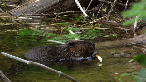 View-of-a-beaver-holding-a-twig-and-chewing-bark,-preparing-wood-for-a-dam,-static