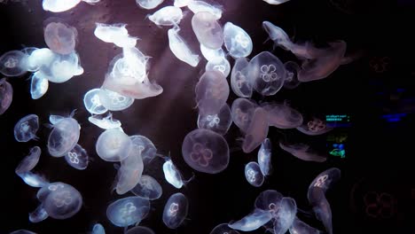 Large-amount-of-Jellyfish-with-color-light-reddish-hue-in-the-aquarium