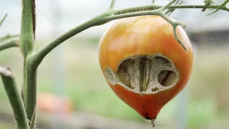 Reife-Tomate-Verfault,-Von-Insekten-An-Der-Baumrebe-Gefressen