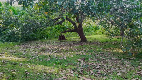 Static-rural-scene-of-tree-with-termite-mound-nearby
